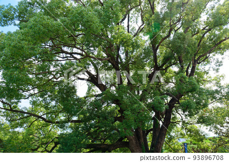 A large camphor tree on Mt. Hachiman, a natural monument designated by Utsunomiya City 93896708
