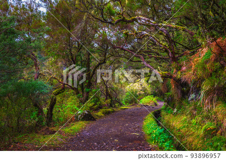 Path to the Risco waterfall in the Madeira Islands, Portugal 93896957