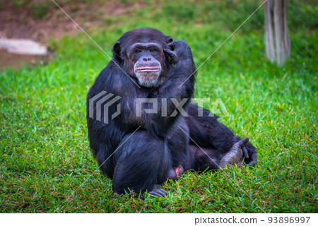 Portrait of western chimpanzee Portrait of western chimpanzee 93896997