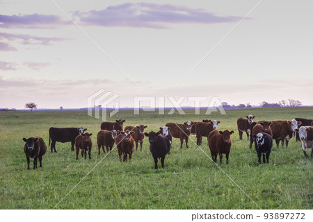 Steers fed on natural grass, Buenos Aires Province, Argentina Steers fed on natural grass, Buenos Aires Province, Argentina 93897272