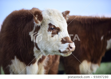 Steers fed on natural grass, Buenos Aires Province, Argentina 93897280