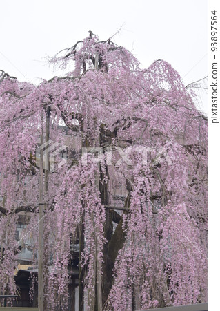 Weeping cherry tree 93897564
