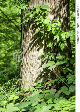 Tree with climbing plants 93898149