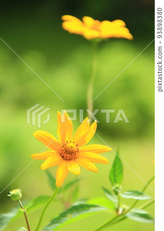 yellow flower, sunflower yellow flower, sunflower 93898380