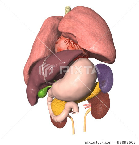 Human body anatomical chart internal organs lung heart stomach liver pancreas kidney spleen gallbladder (3DCG image) Human body anatomical chart internal organs lung heart stomach liver pancreas kidney spleen gallbladder (3DCG image) 93898603