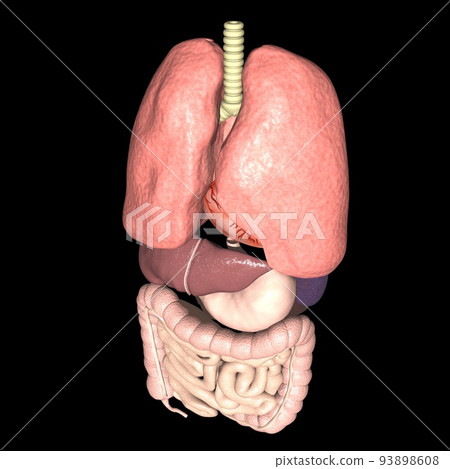 人體解剖圖內臟肺心胃肝胰腎脾膽小腸大腸（3DCG圖像） 93898608