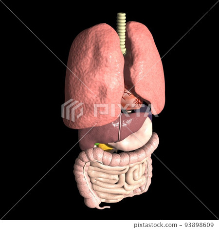 人體解剖圖內臟肺心胃肝胰腎脾膽小腸大腸（3DCG圖像） 93898609
