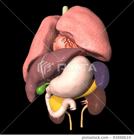 人體解剖圖內臟肺心胃肝胰腺腎脾膽囊(3DCG圖像) 人體解剖圖內臟肺心胃肝胰腺腎脾膽囊(3DCG圖像) 93898610