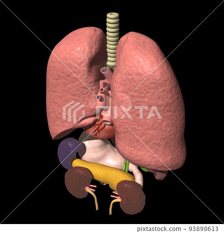 人體解剖圖背面肺心胃肝胰腺腎脾膽囊(3DCG圖像) 人體解剖圖背面肺心胃肝胰腺腎脾膽囊(3DCG圖像) 93898613