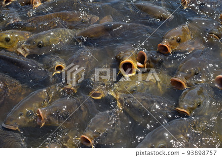Koi feeding in a pond 93898757