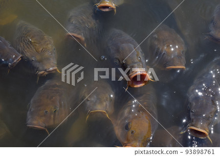 Koi feeding in a pond Koi feeding in a pond 93898761