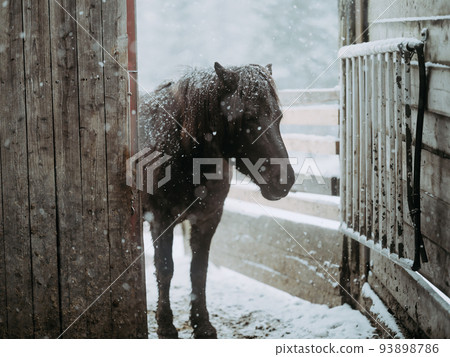 Winter horse 93898786