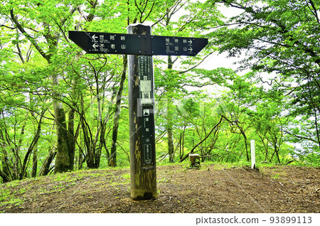A fresh green forest on the summit of Mt. Yubune in Nishitanzawa A fresh green forest on the summit of Mt. Yubune in Nishitanzawa 93899113