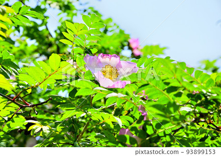 西丹澤的風呂山莊玫瑰 93899153