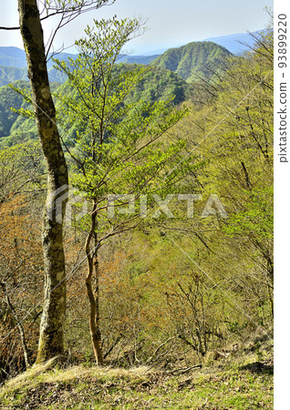 Mt. Houkizawa Gongen can be seen from the fresh green Suishozawa no kashira on Tanzawa's Kaso border ridge Mt. Houkizawa Gongen can be seen from the fresh green Suishozawa no kashira on Tanzawa's Kaso border ridge 93899220
