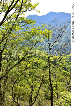丹澤的卡索邊境山脊,從新鮮的綠色 Shagakuchimaru 看日之丸 丹澤的卡索邊境山脊,從新鮮的綠色 Shagakuchimaru 看日之丸 93899227
