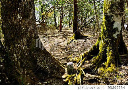 丹澤的加索邊境山脊 Morokubo Sawa-no-kashira山頂 93899234