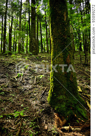 Mt. Myojin in Nishitanzawa Fir trees in the fresh green forest 93899272