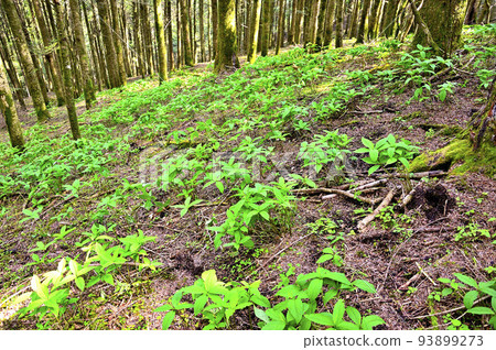 Nishitanzawa's Mt. Myojin forest green futarisizuka colony Nishitanzawa's Mt. Myojin forest green futarisizuka colony 93899273