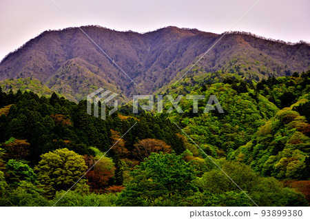 日出時的西丹澤大室山 日出時的西丹澤大室山 93899380