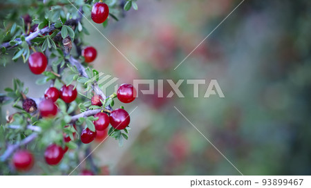 Red Wild fruits, in Patagonia Forest, Argentina 93899467