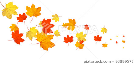 Colorful bright leaves isolated on white background 93899575