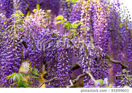 Ashikaga flower park scenery Ashikaga flower park scenery 93899603