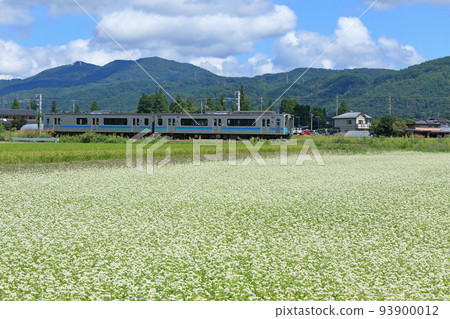 Buckwheat fields in full bloom on the Oito Line in early autumn 93900012