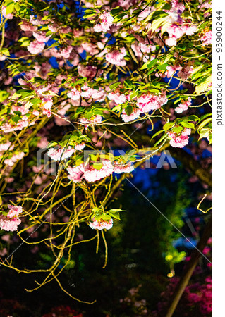 Light-up scenery of Ashikaga Flower Park 93900244