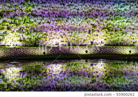 Light-up scenery of Ashikaga Flower Park 93900262