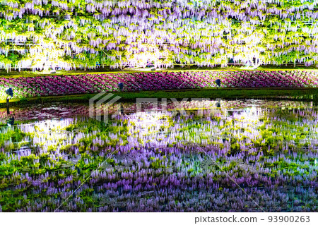 足利花卉公園的燈光秀 足利花卉公園的燈光秀 93900263