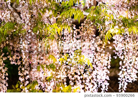 Light-up scenery of Ashikaga Flower Park Light-up scenery of Ashikaga Flower Park 93900266