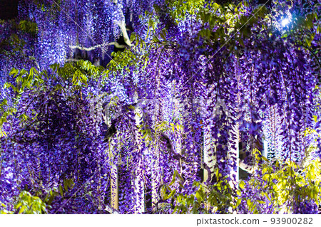 Light-up scenery of Ashikaga Flower Park 93900282