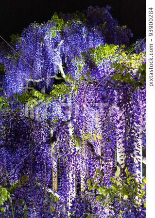 Light-up scenery of Ashikaga Flower Park Light-up scenery of Ashikaga Flower Park 93900284