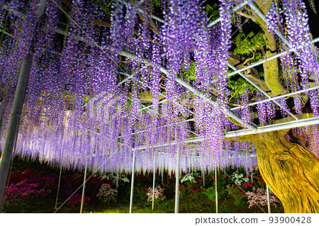 Light-up scenery of Ashikaga Flower Park Light-up scenery of Ashikaga Flower Park 93900428