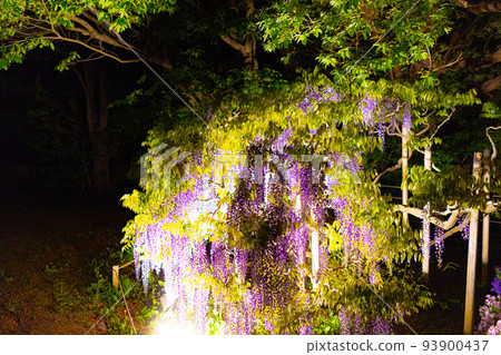 Light-up scenery of Ashikaga Flower Park 93900437