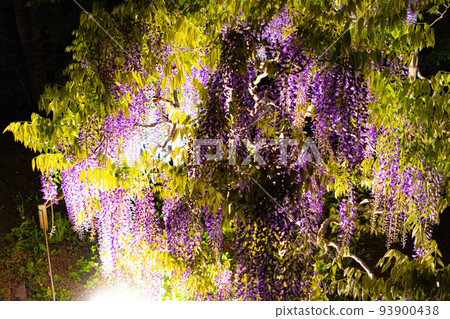 Light-up scenery of Ashikaga Flower Park 93900438