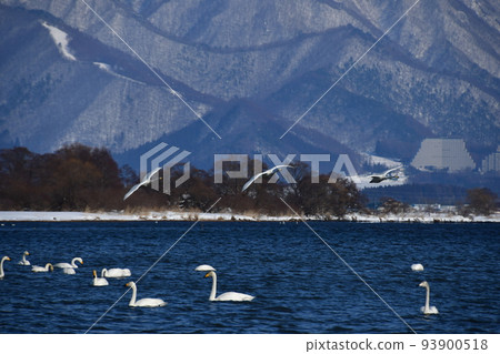 Swan in Lake Inawashiro Swan in Lake Inawashiro 93900518