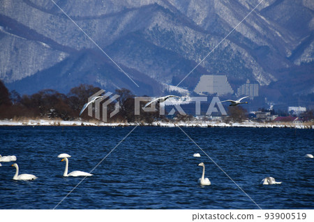 Swan in Lake Inawashiro Swan in Lake Inawashiro 93900519