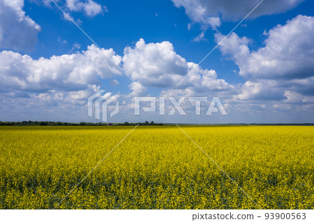 field blooming yellow rape flowers against the blue sky with white feathery clouds 93900563