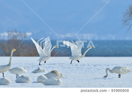 Swan in Lake Inawashiro 93900808