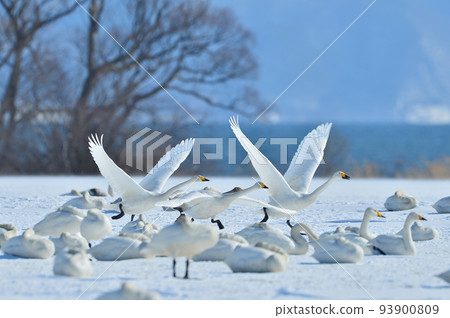 Swan in Lake Inawashiro 93900809