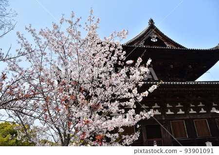 Kyoto City, Kyoto Prefecture, Japan, Toji Temple in spring, cherry blossoms in full bloom and the historic Kondo Hall 93901091