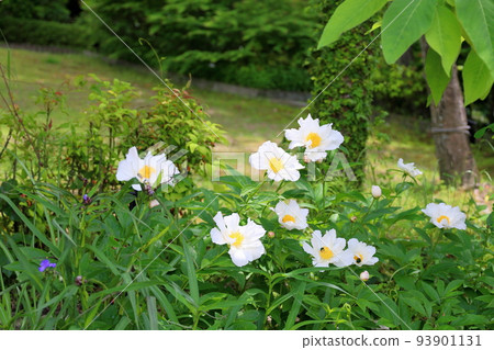 Peony of peony 93901131