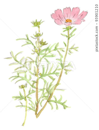 夏秋花、波斯菊(秋櫻花)的水彩插圖 夏秋花、波斯菊(秋櫻花)的水彩插圖 93901210