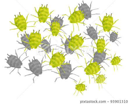 A lot of aphids, natural enemies of kitchen gardens 93901310