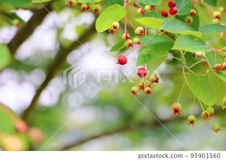 六月的果實肚子 93901560