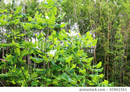 家譜的花 93901561