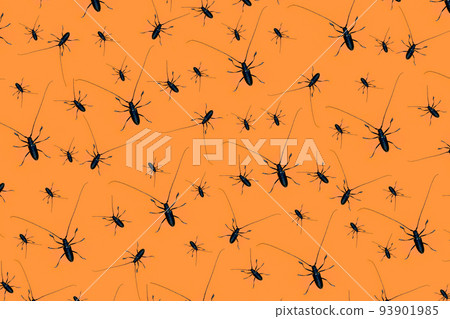 Halloween pattern made with creepy black beetles with long whiskers on orange background, as a backdrop or texture. Creative halloween layout for your design Halloween pattern made with creepy black beetles with long whiskers on orange background, as a backdrop or texture. Creative halloween layout for your design 93901985