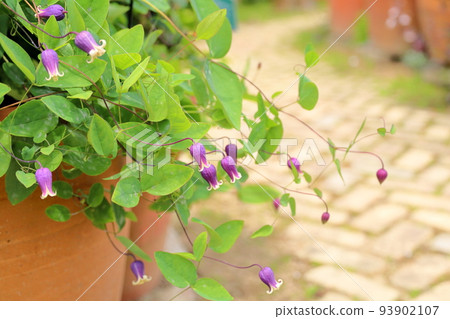 Clematis flower Adythony 93902107